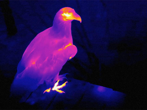 AI15 bird watching mode thermal view