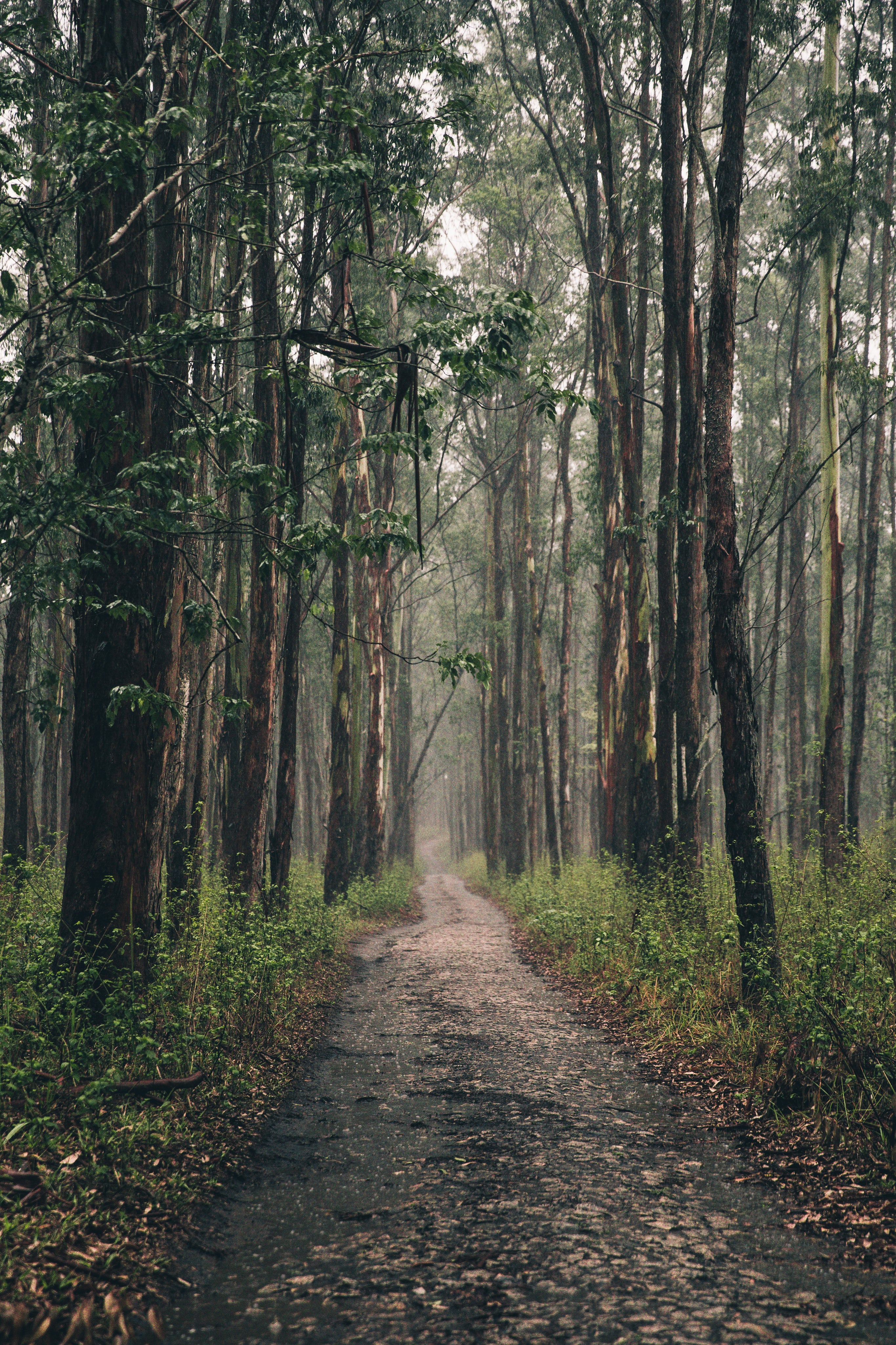 long forest path with tall trees
